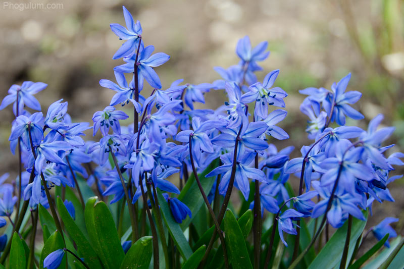 scilla-flower-spring-blue.jpg